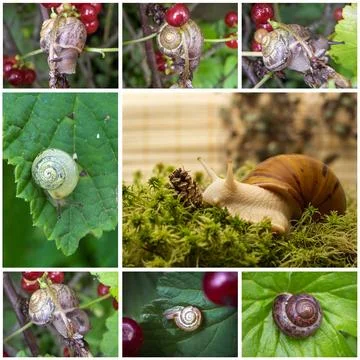 Collage with snails Stock Photos