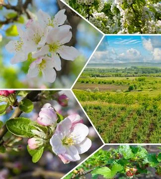 Collage of spring blooming apple trees white blossoms and green fruit orcha.. Stock Photos