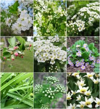 Collage of spring flowers Stock Photos