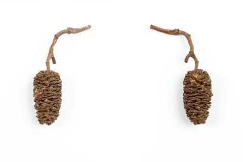 Collage. spruce cones on white isolated background. Stock Photos