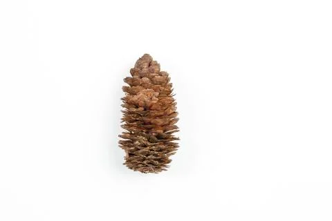 Collage. spruce cones on white isolated background. Stock Photos