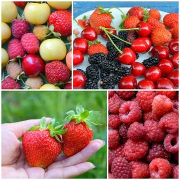 Collage - strawberry, cherry, raspberry Stock Photos