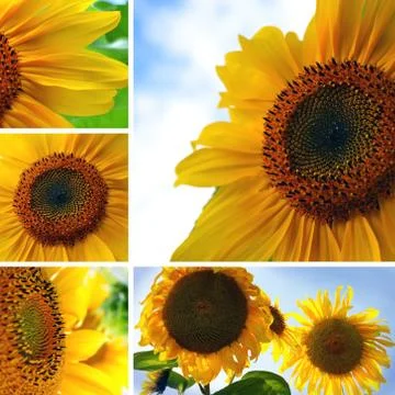 Collage of sunflowers Stock-Illustration