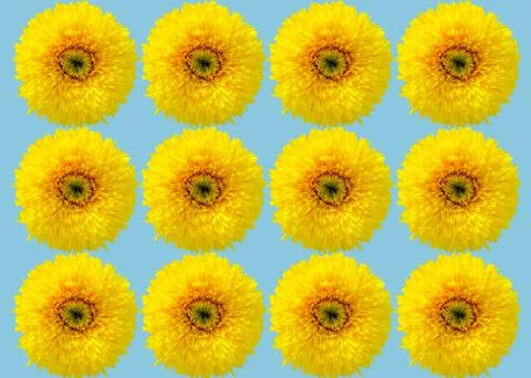 A collage of sunflowers. Stock Photos
