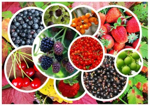 Collage on the theme of berries. Stock Photos