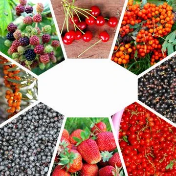 Collage on the theme of berries. Stock Photos