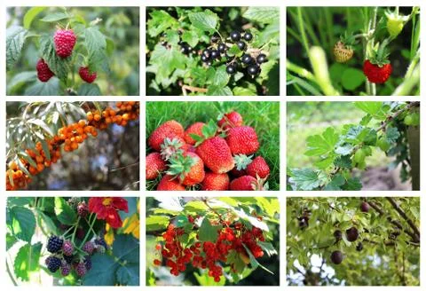 Collage on the theme of berries Stock Photos