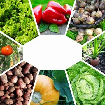 Collage on the theme of vegetables. Foto stock