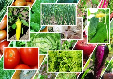 Collage on the theme of vegetables Stock Photos