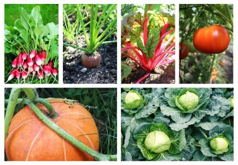 Collage on the theme of vegetables Stock Photos