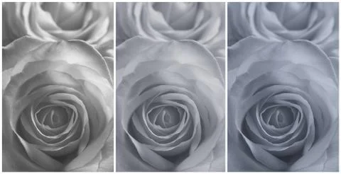 Collage of three roses Stock Photos
