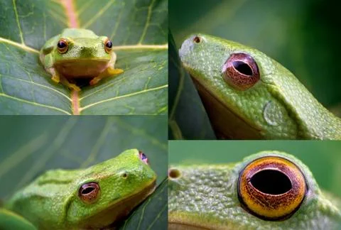 Collage Of A Tiny Green Frog Stock Photos