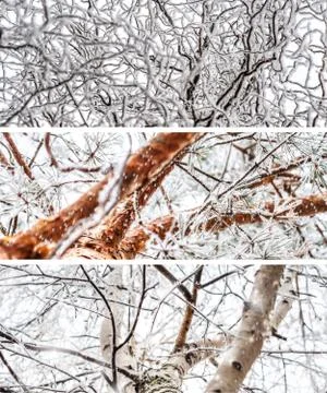 Collage of trees in winter Foto stock