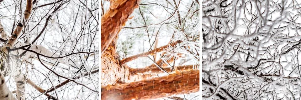 Collage of trees in winter Stock Photos