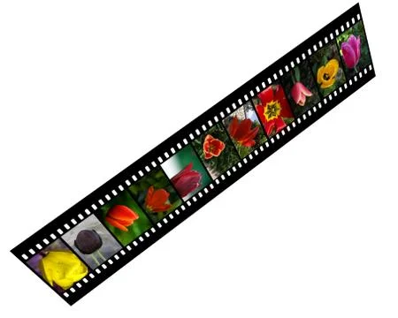 Collage with tulips Ilustración de archivo