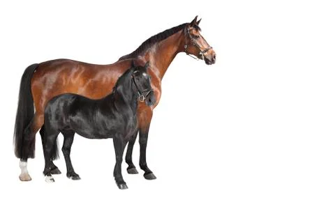 Collage two horses 写真素材