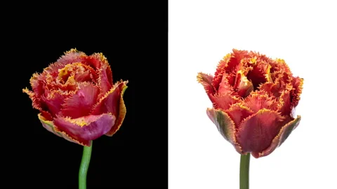 Collage of two simultaneously blooming beautiful colorful Tulip flowers Stock Footage 131759872