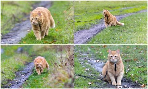 Collage - walking the cat on the harness Foto stock