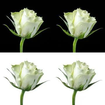 Collage of a white rose Stock Photos
