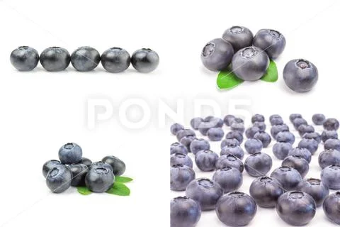 Collage of whortleberry on a white background Stock Photos
