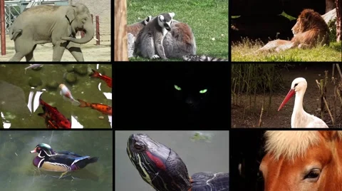 Collage of wildlife animals Stock Footage 68896499