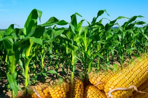Collage of young corn and cobs Stock Photos