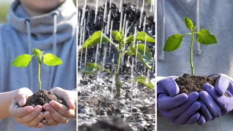 Collage. Young sprout in the hands of a young farmer. rain on the sprout. Stock Footage 130582001