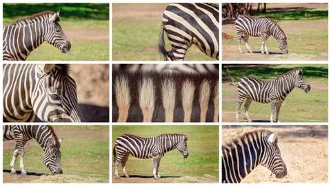 Collage Of A Zebra Stock Photos