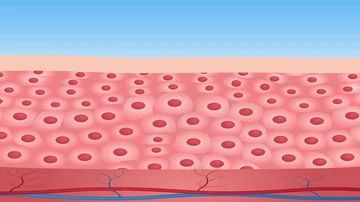 Collagen in human skin 스톡 동영상 85969858