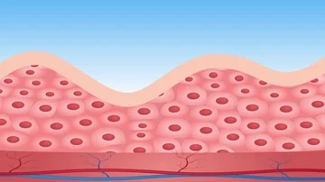 Collagen in human skin Stock Footage 85969865