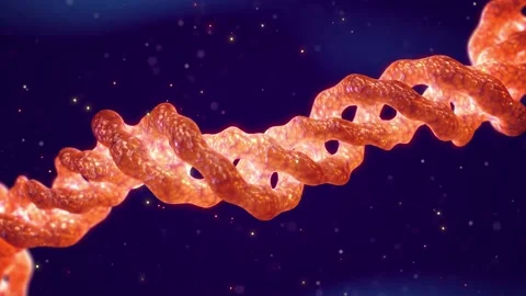 Collagen is the main component of bones, skin, muscle, cartilage and tendons. Stock Footage 153284649