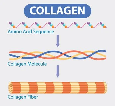Collagen Structure and Formation Process Stock Illustration