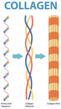 Collagen Structure and Formation Process Stock Illustration