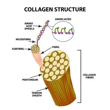Collagen structure. Infographics. Vector illustration on isolated background. Stock Illustration
