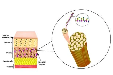 Collagen structure. The structure of the skin. Infographics. Vector illustration Stock Illustration