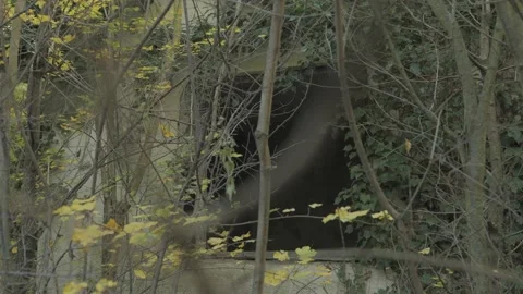 Collapsed brick building in the middle of a dense forest Stock Footage 163767871