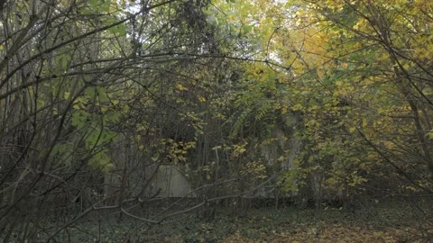 Collapsed building in the middle of a dense forest Stock Footage 163767835