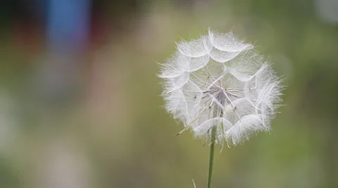 Collapsed Dandelion Stock Footage 39383663