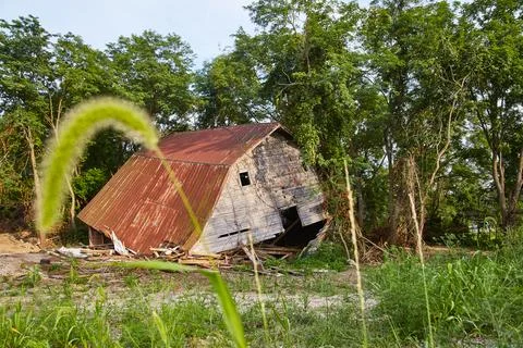 Collapsed Rustic Barn in Lush Greenery, Rural Indiana Decay Stock-Fotos