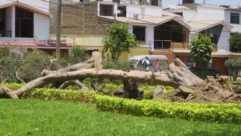 A collapsed tree doing cleaning and pruning in a park in the daytime in 4k Stock Footage 150665217