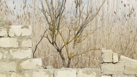 Collapsed wall against the background of lake reeds 库存影片 174841902
