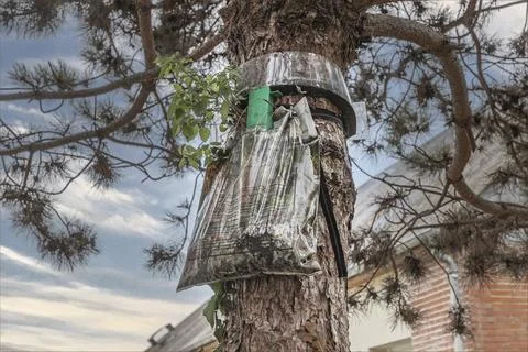 Collar around a pine tree to trap dangerous processionary caterpillars Foto stock