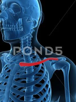 Collar bone, artwork Stock Illustration