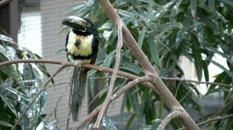 Collard Aracari sitting in tree Stock Footage 323358
