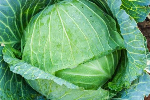 Collard background and texture Stock Photos