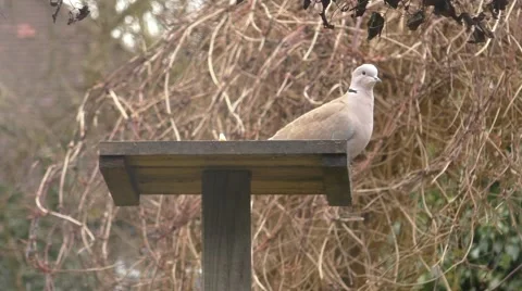 Collard Dove on a bird table takes flight Stock Footage 46680719