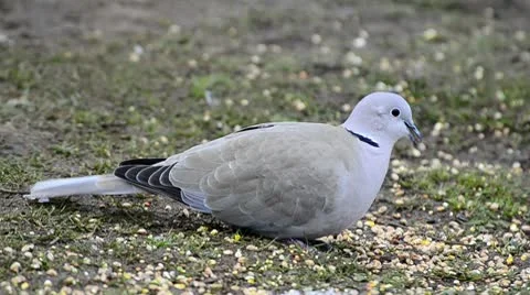 Collard Dove feeding Stock Footage 10742993