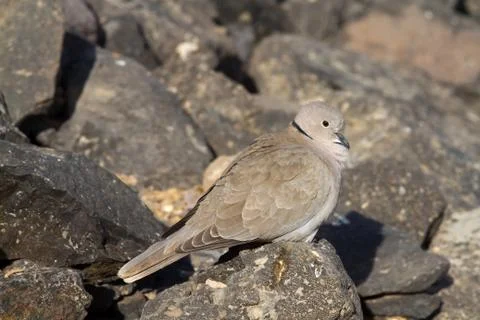 Collard Dove Stock Photos