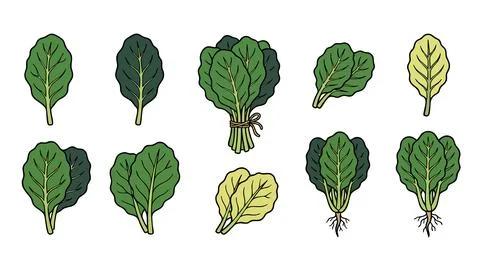 Collard Greens Leaf Vector Set Stock Illustration