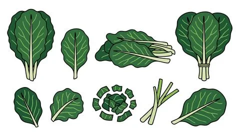 Collard Greens Vector Illustration Set Stock Illustration